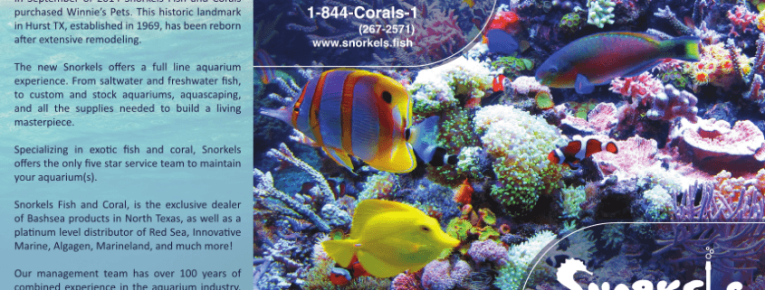 Full Color Print Brochure